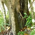 Bruguiera x rhynchopetala (cross between B gymnorhiza and sexangula) in East Trinity (Queensland Australia)<br />SONY - DSC-W7